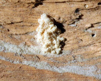 Vibrant Bugs That Leave Piles Of Sawdust Photo Illustration Vibrant Bugs That Leave Piles Of Sawdust Photo Illustration